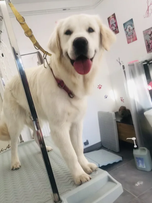 Chien au pelage doré et au regard joyeux chez Beauty Dog
