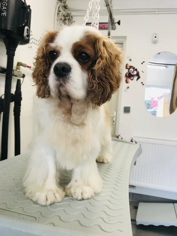 Petit chien aux longues oreilles et au pelage brun et blanc