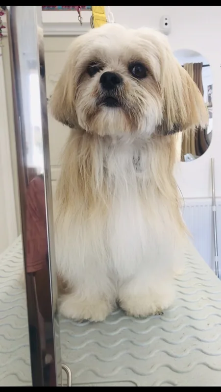 Petit chien au pelage long et clair au salon