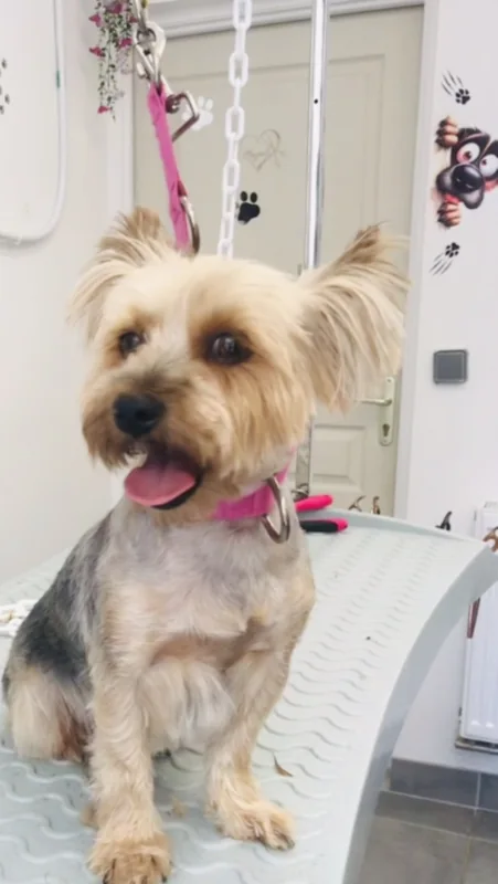 Petit chien au pelage beige et gris au salon