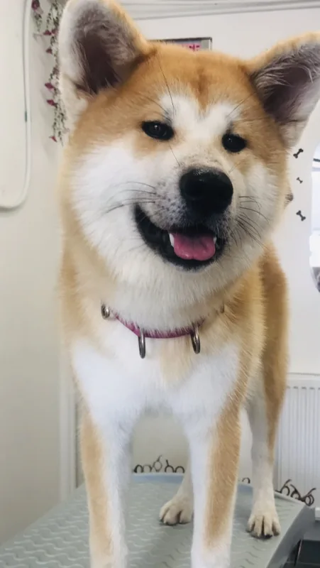 Chien au pelage roux et blanc chez Beauty Dog
