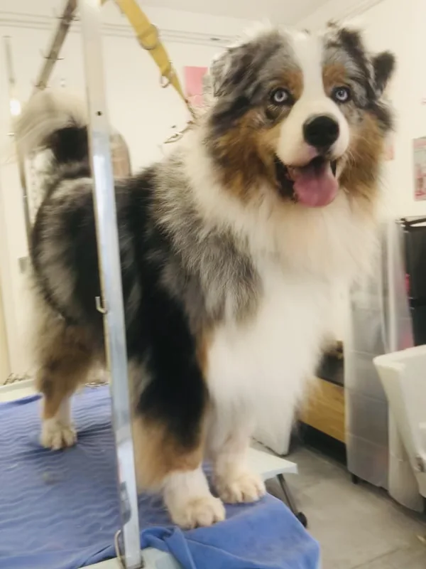 Chien au pelage gris, blanc et roux au salon