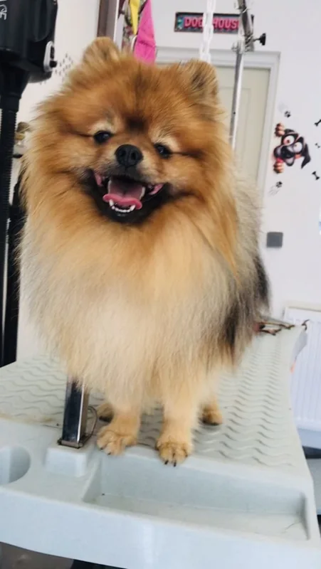 Zadig, le spitz au pelage roux, chez Beauty Dog